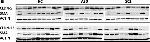 Mouse IgG (H+L) Cross-Adsorbed Secondary Antibody in Western Blot (WB)