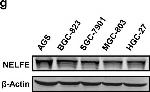 Mouse IgG (H+L) Secondary Antibody in Western Blot (WB)