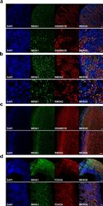 Invitrogen™ Lame n° 1 préparée FluoCells™ (cellules BPAE avec MitoTracker™  rouge CMXRos, Alexa Fluor™ 488 phalloïdine, et DAPI) Lame préparée n°1 voir  les résultats