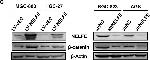 Mouse IgG (H+L) Secondary Antibody in Western Blot (WB)