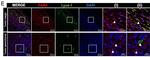 Goat IgG (H+L) Cross-Adsorbed Secondary Antibody in Immunohistochemistry (IHC)