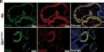 Mouse IgG (H+L) Highly Cross-Adsorbed Secondary Antibody in Immunohistochemistry (IHC)