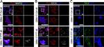 Goat IgG (H+L) Cross-Adsorbed Secondary Antibody in Immunocytochemistry (ICC/IF)