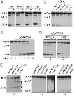 ADAMTS4 Antibody