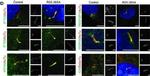 Mouse IgG (H+L) Highly Cross-Adsorbed Secondary Antibody in Immunohistochemistry (IHC)