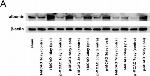 Goat IgG (H+L) Secondary Antibody in Western Blot (WB)