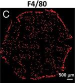 Rat IgG (H+L) Cross-Adsorbed Secondary Antibody in Immunocytochemistry, Immunohistochemistry (ICC/IF, IHC)