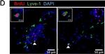 Goat IgG (H+L) Cross-Adsorbed Secondary Antibody in Immunohistochemistry (IHC)