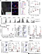 IL-13 Antibody in Flow Cytometry (Flow)