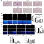 CD4 Antibody in Immunohistochemistry (IHC)