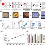 CD31 (PECAM-1) Antibody in Flow Cytometry (Flow)