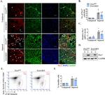 CD45 Antibody in Flow Cytometry (Flow)