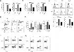 CD183 (CXCR3) Antibody in Flow Cytometry (Flow)