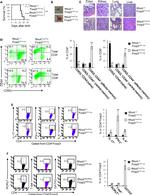 IL-4 Antibody in Flow Cytometry (Flow)