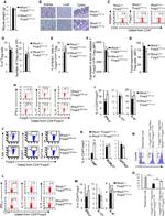 IL-4 Antibody in Flow Cytometry (Flow)