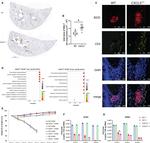 CD4 Antibody in Immunohistochemistry (IHC)