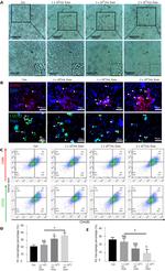 CD163 Monoclonal Antibody (TNKUPJ), Alexa Fluor™ 532 (58-1631-82)