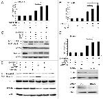 ATG7 Antibody in Western Blot (WB)