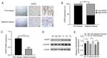 EGFR Antibody in Western Blot, Immunohistochemistry (WB, IHC)