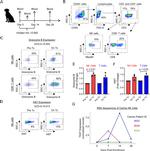 CD45 Antibody in Flow Cytometry (Flow)