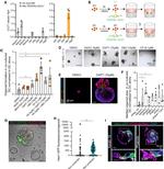 CD326 (EpCAM) Antibody in Flow Cytometry (Flow)