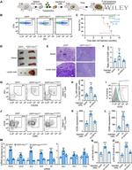 CD278 (ICOS) Antibody in Flow Cytometry (Flow)