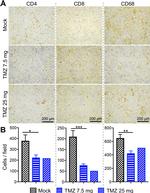 CD4 Antibody in Immunohistochemistry (IHC)