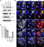 ARFRP1 Antibody in Western Blot (WB)