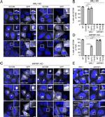 ARFRP1 Antibody in Immunocytochemistry (ICC/IF)