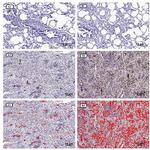 MIF Antibody in Immunohistochemistry (IHC)