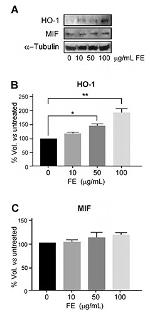 MIF Antibody in Western Blot (WB)