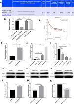 HOXB7 Antibody in Western Blot (WB)