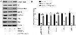 AKT Pan Antibody in Western Blot (WB)