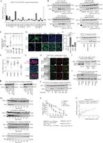 FGFR1 Antibody in Immunocytochemistry (ICC/IF)