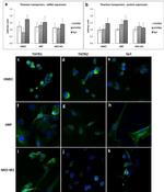 SP1 Antibody in Immunocytochemistry (ICC/IF)