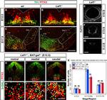 PITX3 Antibody in Immunohistochemistry (IHC)