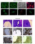 SOX17 Antibody in Immunohistochemistry (IHC)