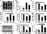 Endothelin 1 Antibody in Western Blot (WB)