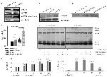 MRP4 Antibody in Western Blot (WB)