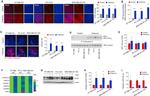 NOX4 Antibody in Western Blot (WB)