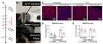 CD47 Antibody in Immunohistochemistry (IHC)