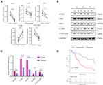 UNG Antibody in Western Blot (WB)