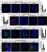 CD133 (Prominin-1) Antibody in Immunohistochemistry (IHC)