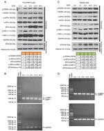 Phospho-PERK (Thr982) Antibody in Western Blot (WB)