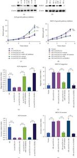 Actin Antibody in Western Blot (WB)