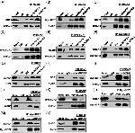 SP2 Antibody in Western Blot, Immunoprecipitation (WB, IP)