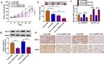 MMP9 Antibody in Immunohistochemistry (IHC)