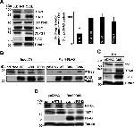 RTN3 Antibody in Western Blot (WB)