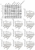 MRP4 Antibody in Western Blot (WB)