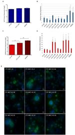 Ezrin Antibody in Immunocytochemistry (ICC/IF)